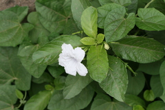 Ruellia tuberosa